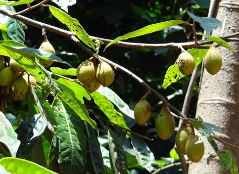 Wild Nutmeg, Ran Jayphal, Nut, Fruit, Tree, Flora